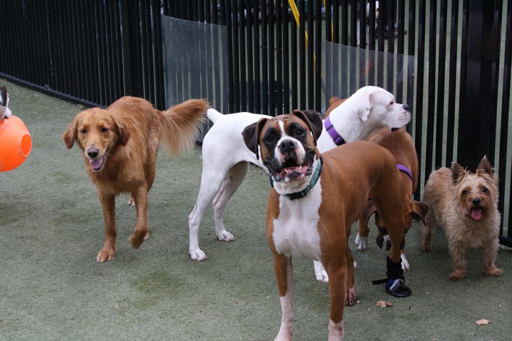 Pictures for Petropolis in Chesterfield, MO 63005 Dog Grooming